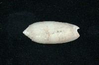 藏品(榧螺)的圖片